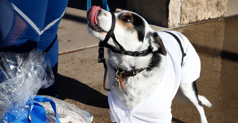 Walk, Run, Kick Pflugerville Pfunraiser